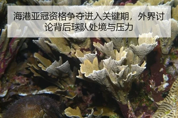 hai-gang-ya-guan-zi-ge-zheng-duo-jin-ru-guan-jian-qi-wai-jie-tao-lun-bei-hou-qiu-dui-chu-jing-yu-ya-li-2-832.jpg